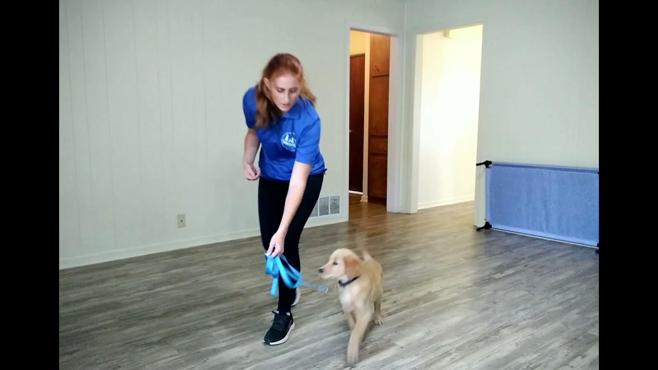 Teaching Leash Pressure YouTube