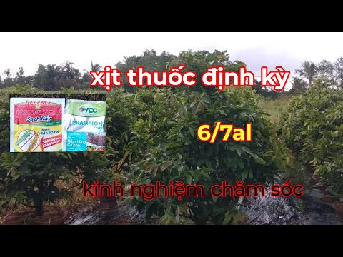 6/7al Xịt Thuốc Định Kỳ,Kinh Nghiệm Chăm Sóc Mai Vàng Tháng 7al