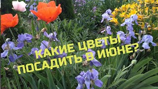 Какие цветы посадить в июне?