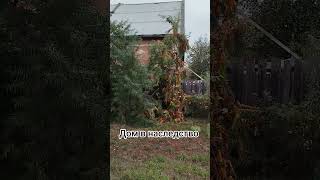 Бузулукский бор, п Колтубанка. дом возле р. Боровка