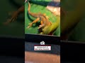 All I Can See If Your FпјЉcking Lipsрџ Ђ рџЋҐontentbible Cat Animallife Cute All I Can See If Your FпјЉcking Lipsрџ Ђ рџЋҐontentbible Cat Animallife Cute