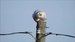 Snowy Owl Feeds on Duck at Frenchmans Bay
