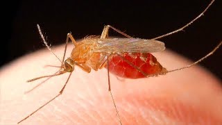 Mosquitoes ISCSMD