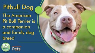 American Pit Bull Terrier  Definition and Information