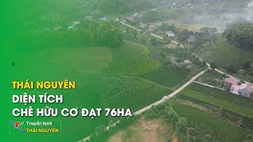 Thái Nguyên: Diện tích chè hữu cơ đạt 76ha | Thái Nguyên TV