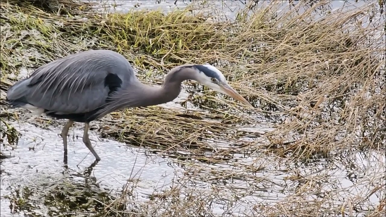 Students Only: GREAT BLUE HERON EATS A HUGE RAT 2; With Teaching Points