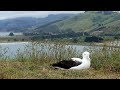 Live Royal Albatross Cam - #RoyalCam - New Zealand Dept. of Conservation | Cornell Lab