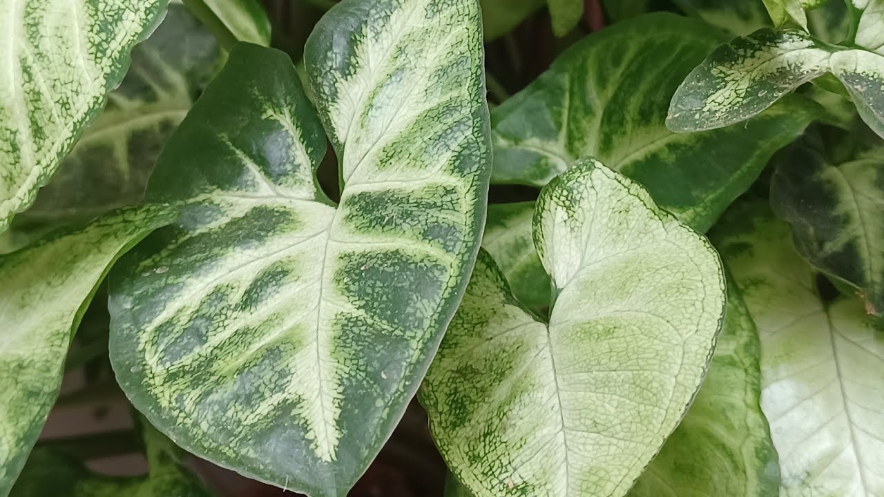 Syngonium podophyllum, cabeza de flecha - Las plantas de Teresa - YouTube