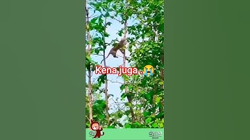 detik detik macan tutul tangkap kera #monkey #animals