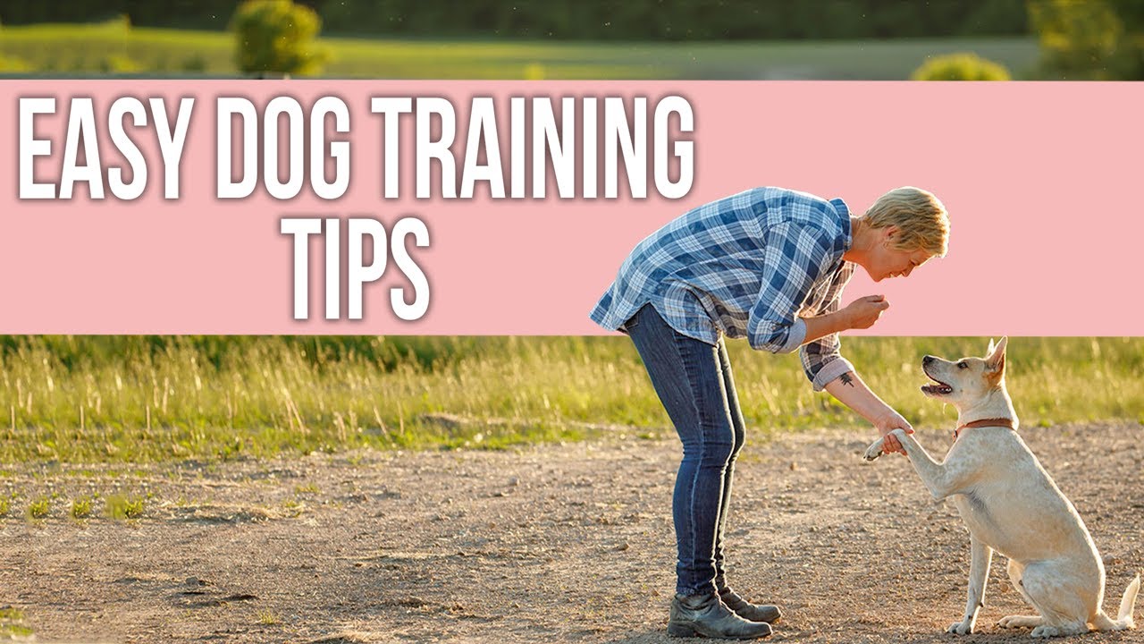 Easy Dog Training Tips for First Time Owners YouTube