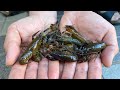 冬でも大量のザリガニを捕獲する方法