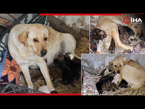 Aydın’da Sokak Köpeği