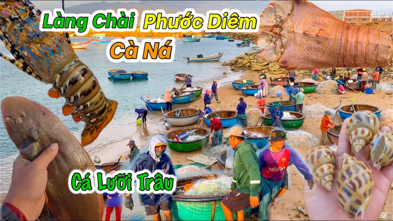 Hải Sản Cảng Nước Sâu Lớn Nhất Ninh Thuận | Tôm Mũ Ni 350k Ngon Như Tôm Hùm