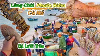 Hải Sản Cảng Nước Sâu Lớn Nhất Ninh Thuận | Tôm Mũ Ni 350k Ngon Như Tôm Hùm