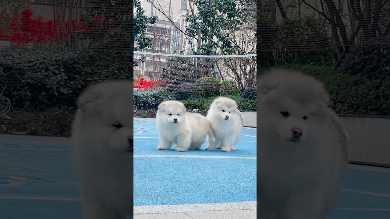 This Fluffy Duo’s Playtime Is Too Cute to Stop Watching!🥰