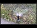 How to install a Rain Bird 1804 sprinkler head.