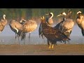 KRANICHE und SEEADLER / Herbstzug der Kraniche / DOKU-GERMAN 1080p