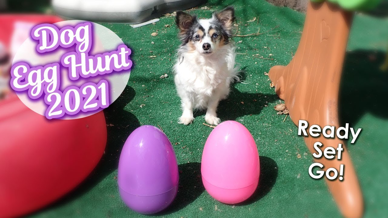 Dog Easter Egg Hunt 2021! How Many Eggs Will They Find?!