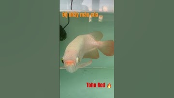 #huyetlong #huyếtlongphôngtrắng #carong Toho nó nhảy màu rất tốt ae ạ 👍 cá có gen màu rất lực