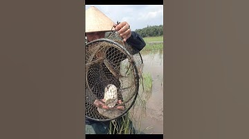 Thăm Lờ Dính Cá Lóc Đồng Mương Ruộng #shorts #bắtCáLócĐồng #cálócđồng
