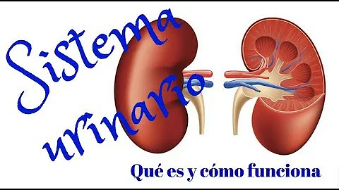 ¿Cómo actúa el sistema nervioso Parasimpatico en la vejiga?