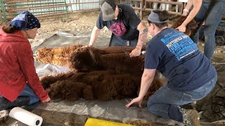 Shearing Day 2021 by Butterfield Alpaca Ranch 1,097 views 2 years ago 22 minutes