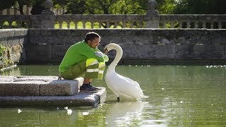 La insólita relación entre un cisne y su cuidador en El Escorial