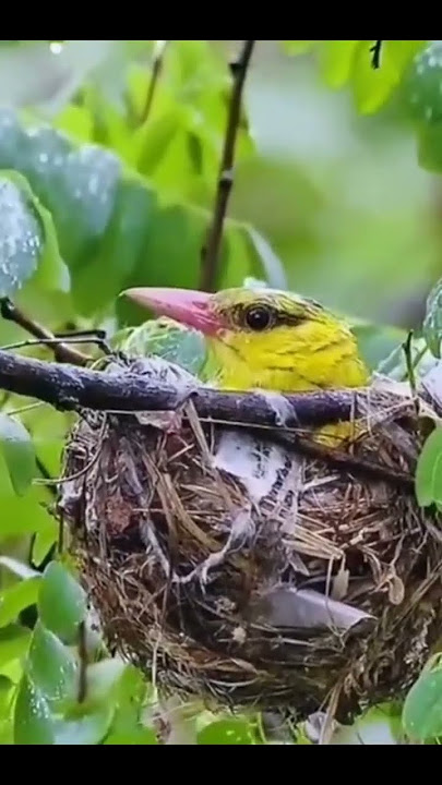 sarang burung kepodang#kicaumania