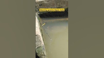Thumbnail of Mancing Gurame ujung joran