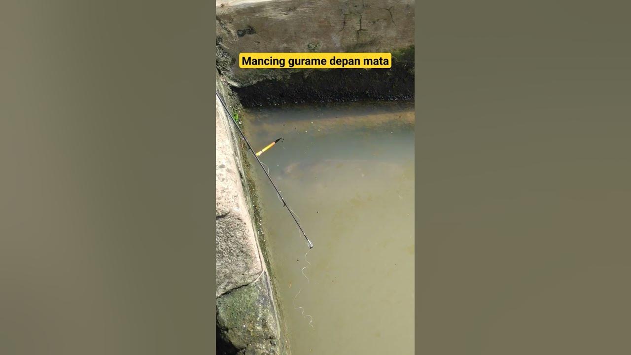 Mancing Gurame ujung joran
