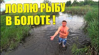 ЛОВЛЮ РЫБУ РУКАМИ В БОЛОТЕ! / Виталий Зеленый