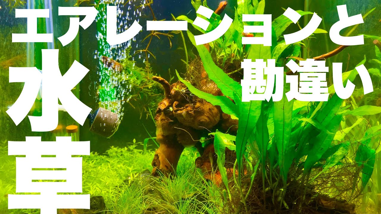 初心者が間違える水草水槽とエアレーション アクアリウム 水草水槽 エアレーション Youtube