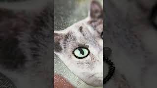 Cat Brooch Making Video| Beaded Cat Brooch Ideas #diybeads #brooch #handmade #beadwork #catvideos