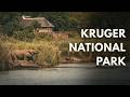 Ep. 12 | Kruger National Park - SKUKUZA in Summer | Lions at Dawn