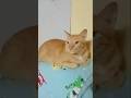 santai #catshorts