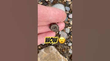 Fossil Hunter’s Lucky 🍀 Find!#ammonites#fossilhunting#beachcombing