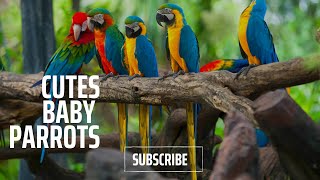 Cute Baby Animals Funny Parrots and Cute Birds Compilation 2023 by Ha Ha Animal 3 views 8 months ago 10 minutes, 26 seconds