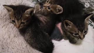 Siamese Cat/Avatar and Playmate Kittens by CL GARCIA 37 views 2 years ago 2 minutes, 59 seconds