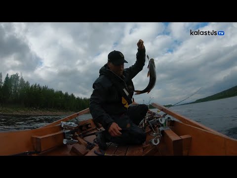 Video: Gulungan Salmon Dan Pike Perch