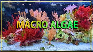 All About Macro Algae !