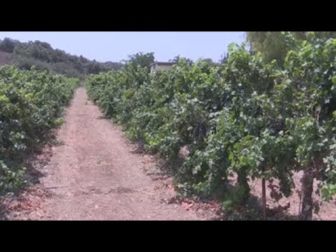 La Verde Galilea, Epicentro Del Pujante Sector Del Vino De Israel