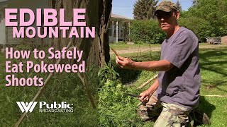 EDIBLE MOUNTAIN   How To Safely Eat Pokeweed Shoots