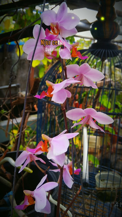 Noto ati, Noto laku, Noto akal lan budi #notoati #notolaku #kebaikantanpabatas #ngajidiri