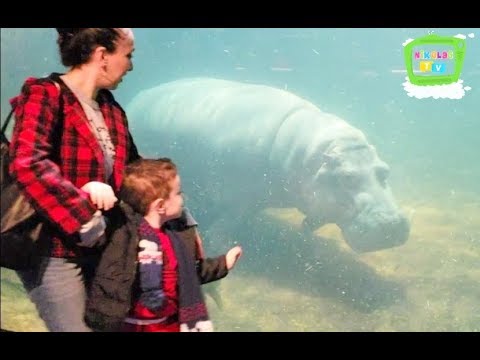 მეგა აკვარიუმში ნიკოლოზი და სოფია , გიგანტური ბეჰემოტი , ზვიგენი, იმოგზაურე ჩვენთან ერთად !