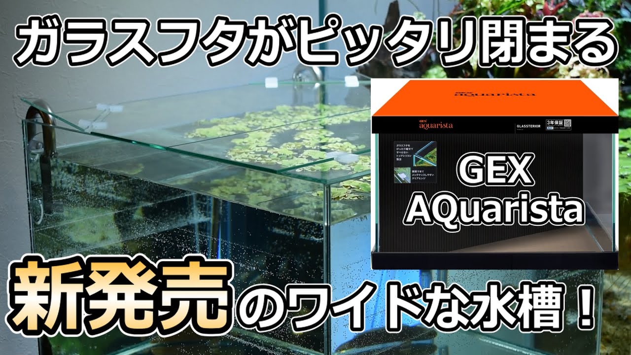 GEXが新発売した特殊なワイド水槽でアクアテラリウムを作っていく