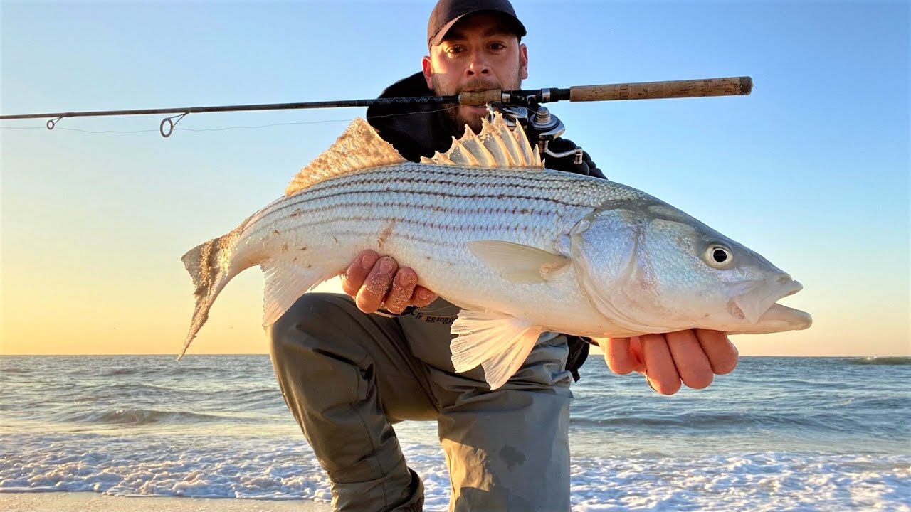 Stripers in the Ocean Surf!!! Fishing the lateFall Run on Long Island