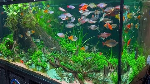 Rainbow Fish VN - Hồ Cá Cầu Vồng Layout Nhất Trụ Siêu Siêu Đẹp