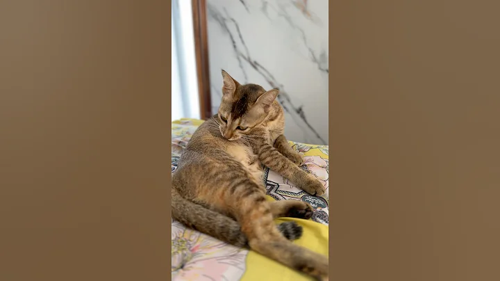 Video 10425091: lovely cats meowing, cute lovely cats meowing, cat meow love funny, mom cat, cat sound, cat playing