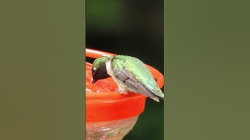 Ruby Throated Hummingbird Drinking From The Nectar Feeder