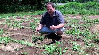 How To Plant Three Sisters Garden - Sustainable Agriculture With Companion Plants